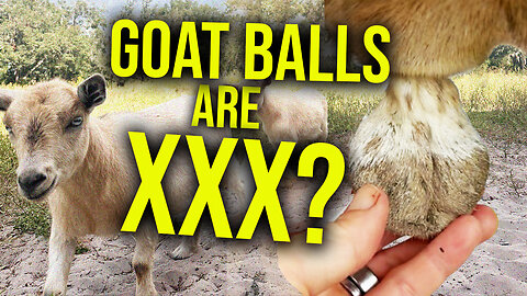 Youtube age-restricted my goat video