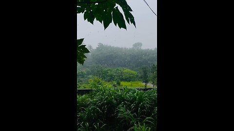 Peaceful Rain Shower 🌧️