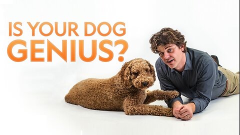 How To Turn Your Dog into a Genius