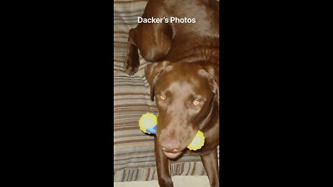 Chocolate Labrador and his bones!