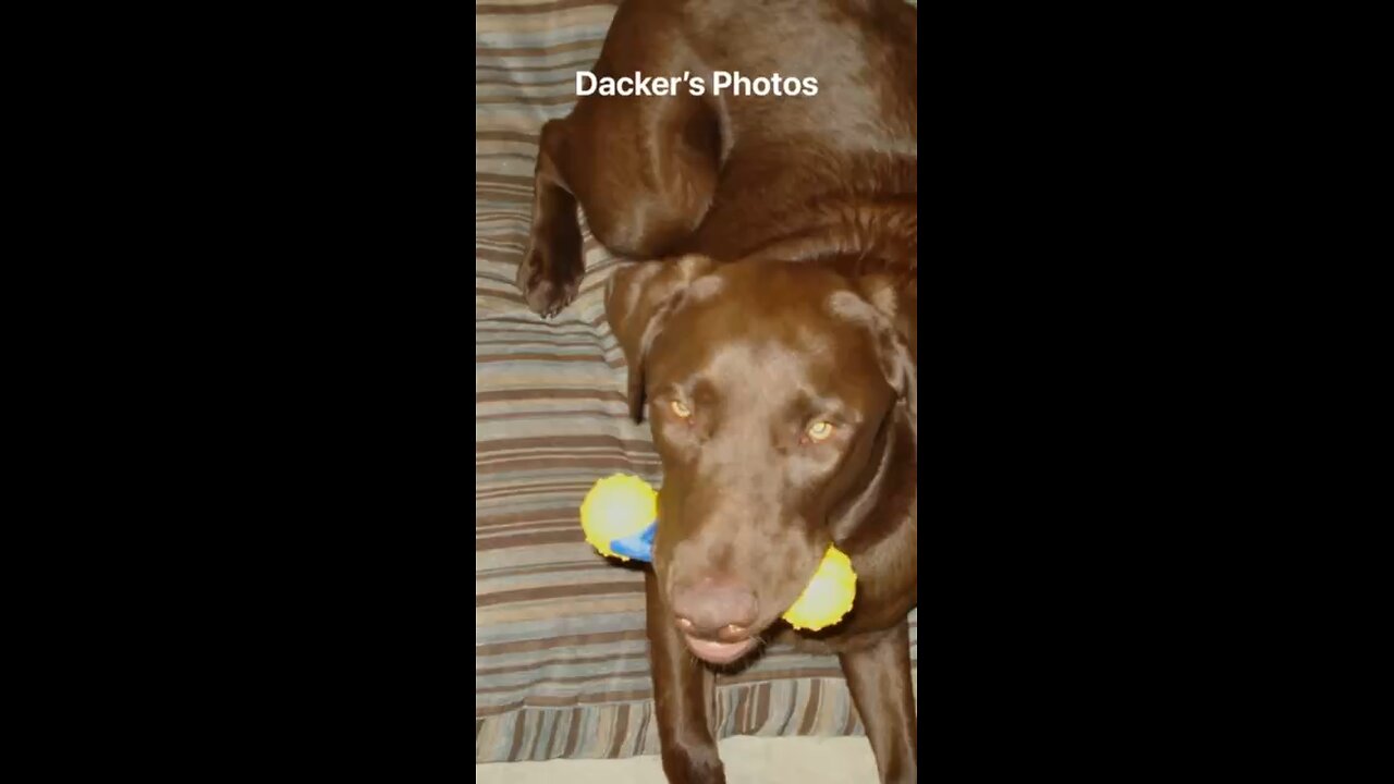 Chocolate Labrador and his bones!