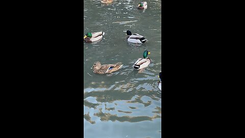 Mallard Ducks 🦆 #mallardducks #ducks #duck #swimming #shorts #followme #viral #trending