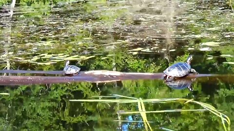 Painted Turtles