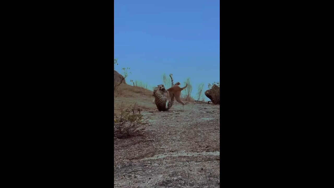 Brutal Nature| The Dog Was Not So Lucky