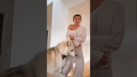 Funny Animals #funnyanimals #animals #pets #shorts