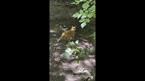 Cat 🐈 in nature.