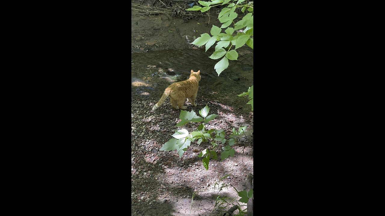 Cat 🐈 in nature.