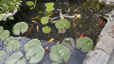 Carps and lilies