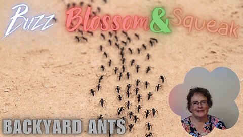 Backyard Ants: What’s Really Going On Under Your Feet?