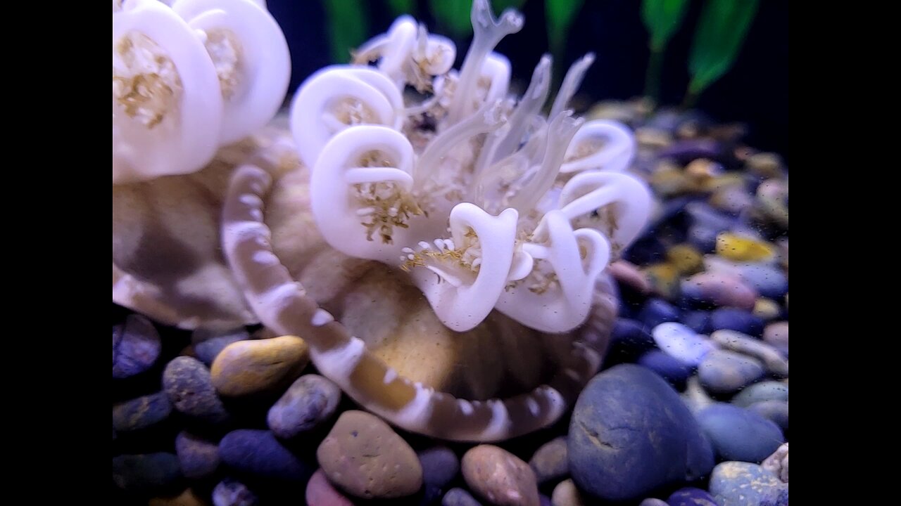 SF Academy of Science