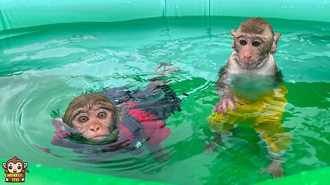 Monkey YiYi so excited to see YinYin swimming well with just one arm