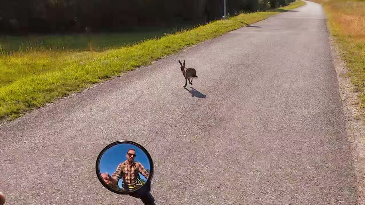 Rabbit, 12.06.2025 [C] Danube Cycle Path