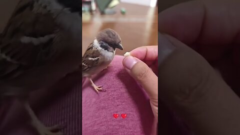 The cat brought home an unusual friend