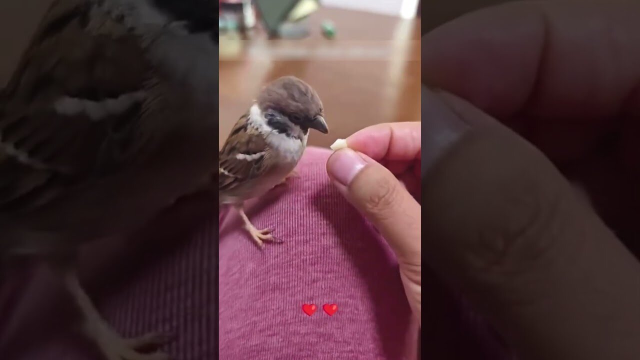 The cat brought home an unusual friend