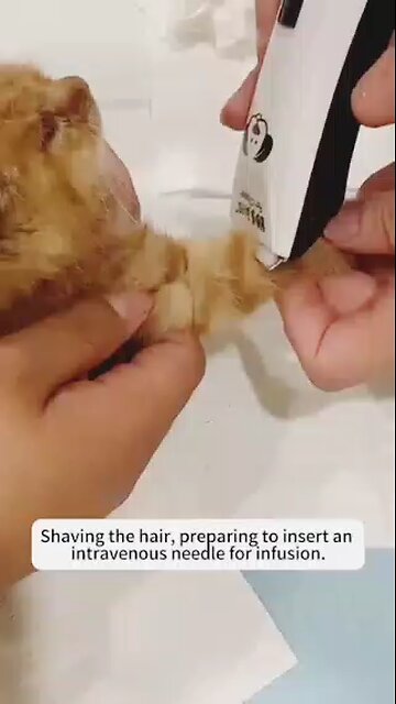 poor street dog and cats