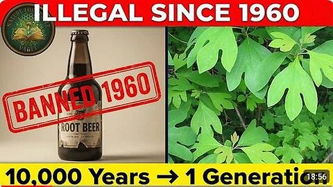 This Tree Flavored Every American's Childhood. Then the DEA Made It Disappear