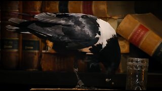 Testing The World's Smartest Crow