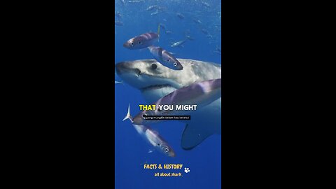 Jaw-Dropping Facts About Sharks – Nature’s Ultimate Predator