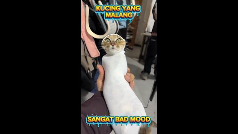 Kucing dijahili sama majikannya dimasukkan ke kaos kaki