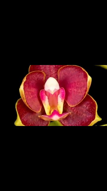 THE TRAP OF DISCOURAGEMENT - DAILY DEVOTIONAL ❤️