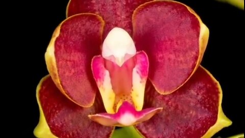 THE TRAP OF DISCOURAGEMENT - DAILY DEVOTIONAL ❤️
