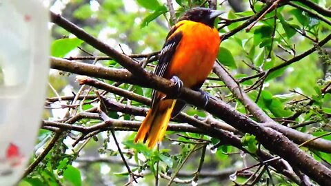Oriole