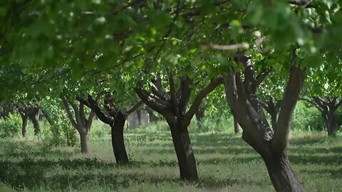 Tajikistan's apricot farmers grapple with climate change