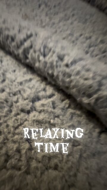 Friendship kitty and frenchie