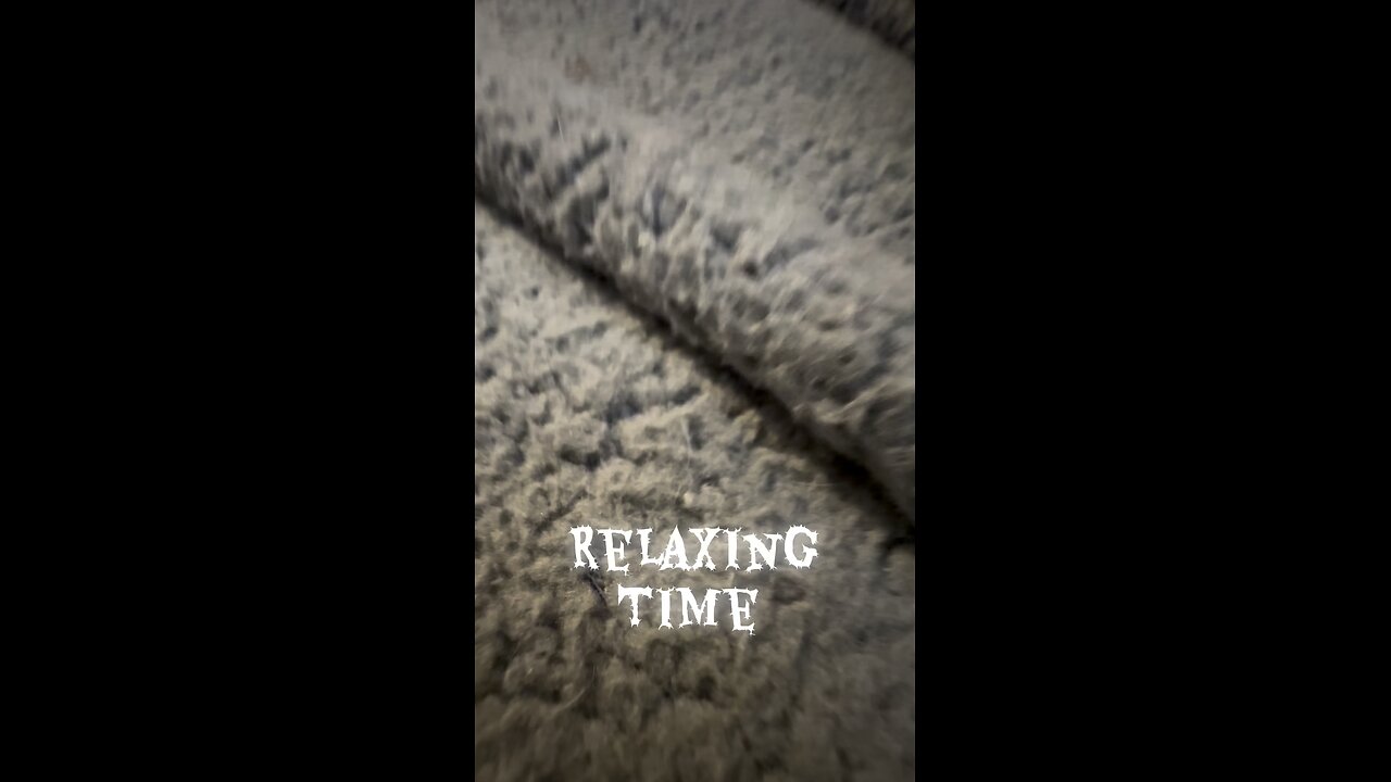 Friendship kitty and frenchie