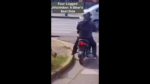 Four-Legged Hitchhiker: A Biker's Best Ride just like a girl friend 🫣🥰🤣
