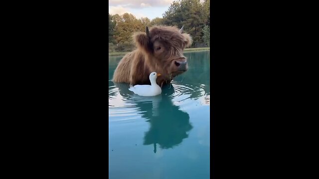 Highland cow
