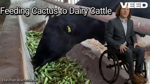 Feeding Cactus to Dairy Cattle