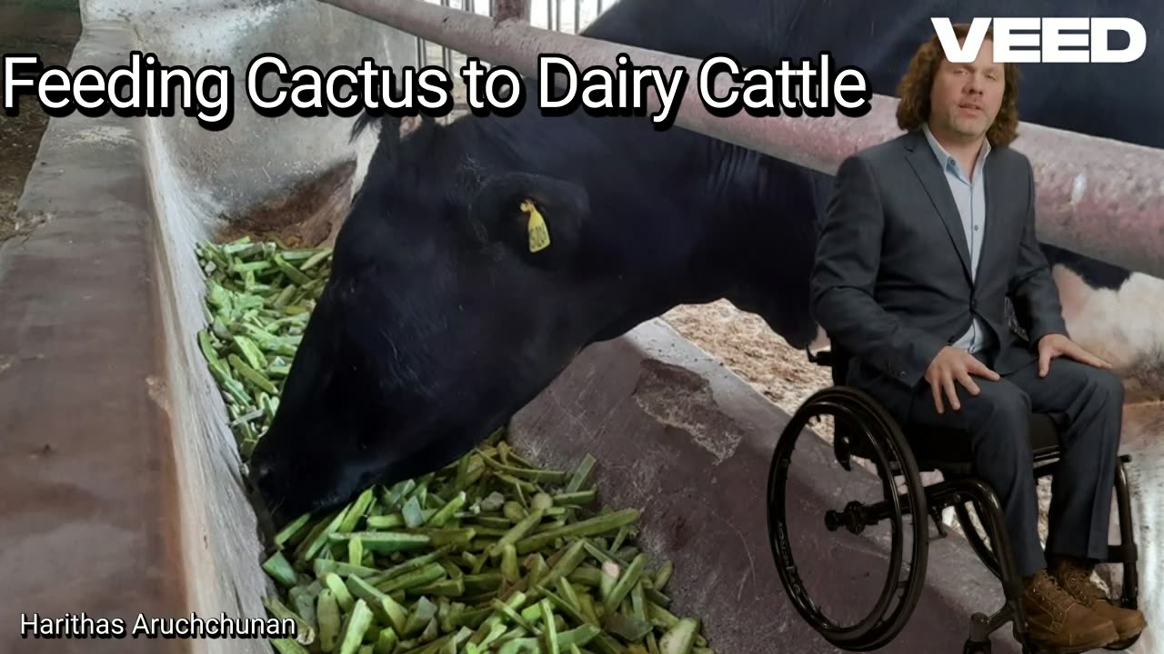 Feeding Cactus to Dairy Cattle