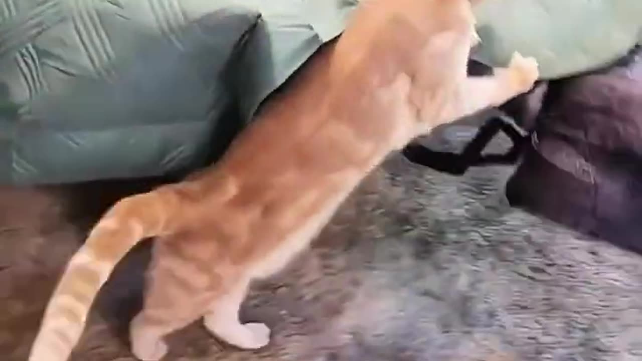 Funny Animal Videos 20