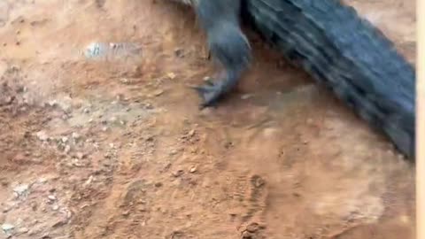 Follow me to fight crocodiles