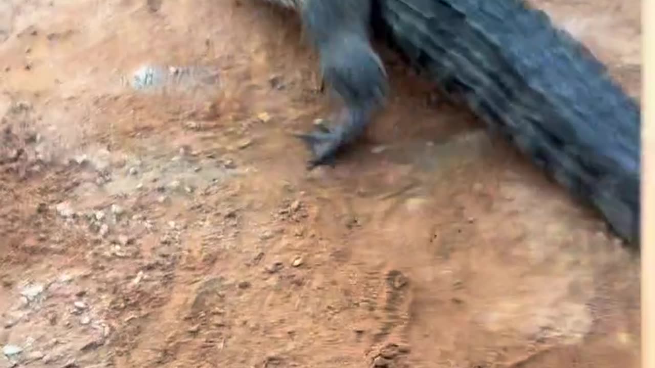 Follow me to fight crocodiles