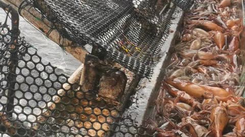 squid fishing vessel