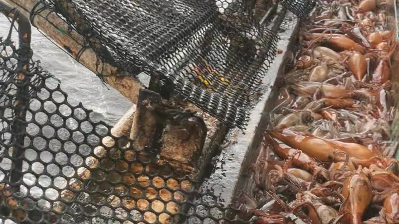 squid fishing vessel