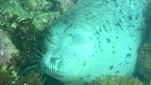 🧠✨ You Won't Believe How This Seal Sleeps So Peacefully Underwater! | FeedMyCuriosity