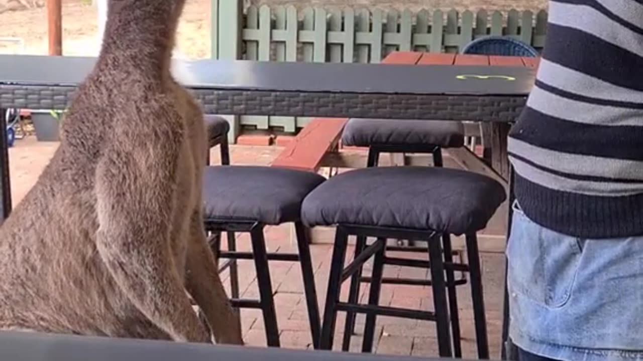 Kangaroo diaries only in Australia 🇦🇺