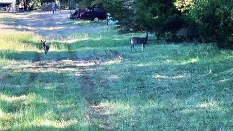 Hatsan Flash-R QE Fine Tuned