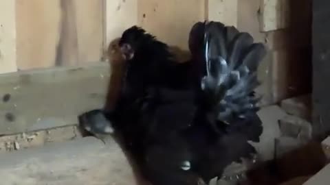 😂🕊️ Deborah the Baby Chicken Kidnapper! You Won't Believe What Happens | FunFM