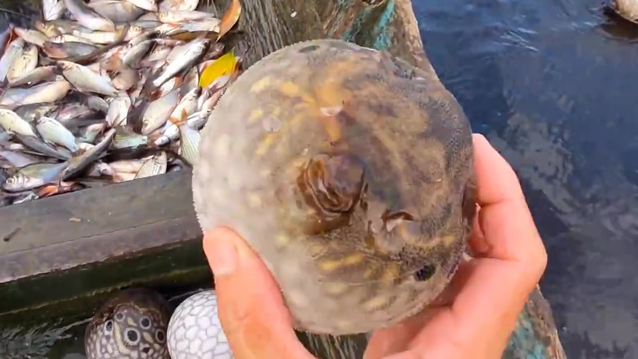 Unique world of fish 🐠🐟