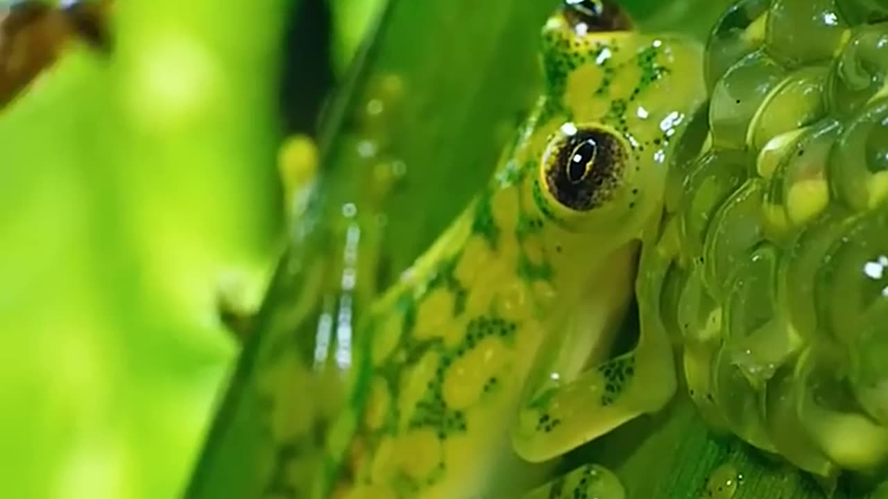 The green frogs.. 🐸