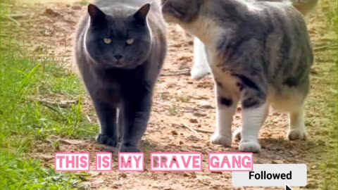 This is our Brave gang😺💪🔥