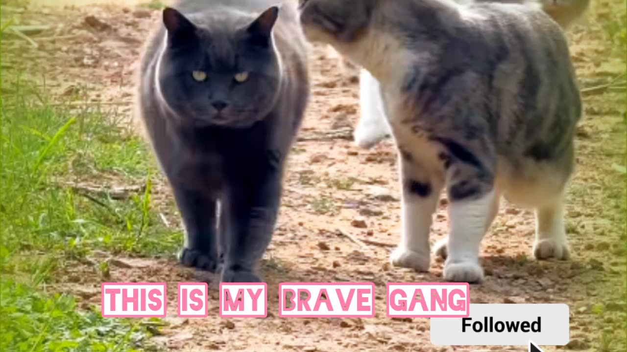 This is our Brave gang😺💪🔥