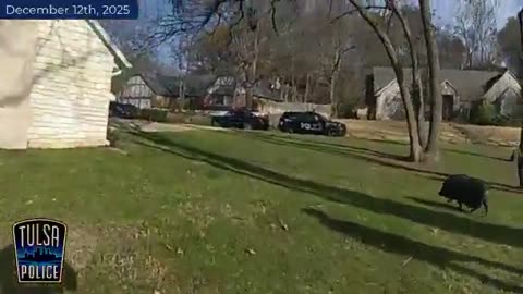 Tulsa police detain fugitive runaway pig “causing a disturbance.”