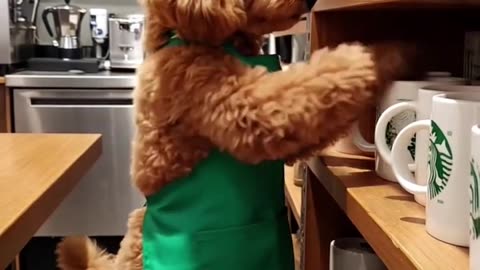 dog in a coffee shop