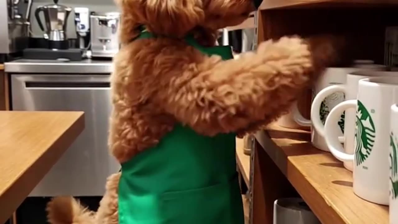 dog in a coffee shop