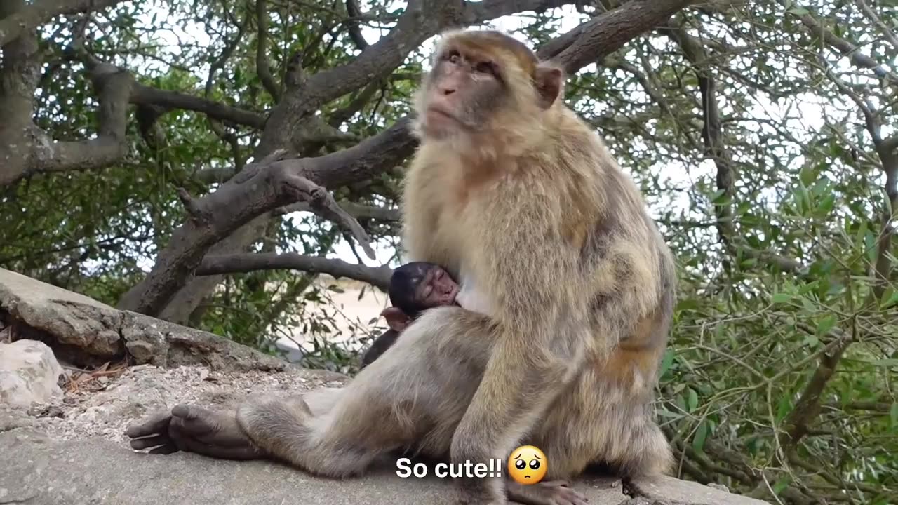 Exploring Gibraltar 🇬🇧🐒 A Slice of Britain on Spain’s Coastline
